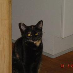 Blanding af racer Mille