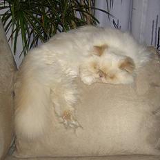 Perser Bølle RIP 6 juli 2009 :-(