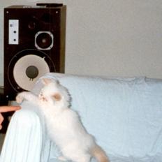 Perser Bølle RIP 6 juli 2009 :-(