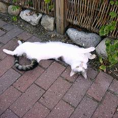 Blanding af racer Emil