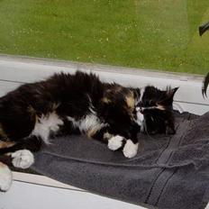 Blanding af racer Nala