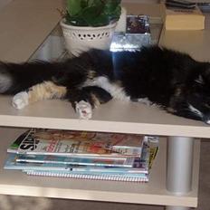 Blanding af racer Nala