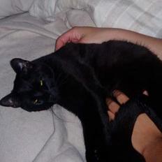 Blanding af racer Simba