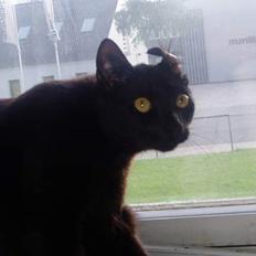 Blanding af racer Simba