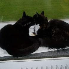 Blanding af racer Simba