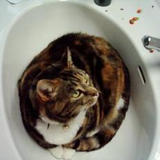 Blanding af racer Tøsen