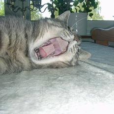 Blanding af racer *SPEEDY*