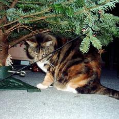 Blanding af racer Tøsen