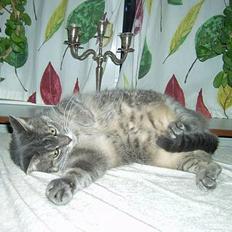 Blanding af racer *SPEEDY*