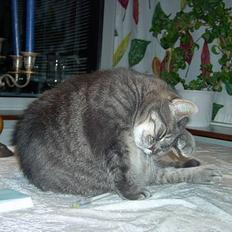 Blanding af racer *SPEEDY*