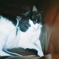 Blanding af racer Lemone's Pusling