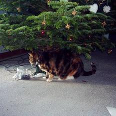 Blanding af racer Tøsen