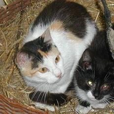 Blanding af racer Beauty