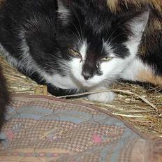 Blanding af racer Skak