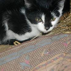 Blanding af racer Skak