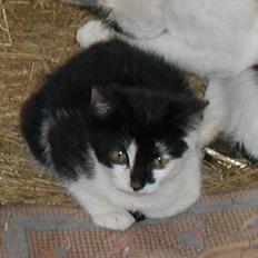 Blanding af racer Skak