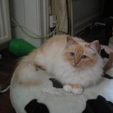 Hellig Birma Millie "lillepie"