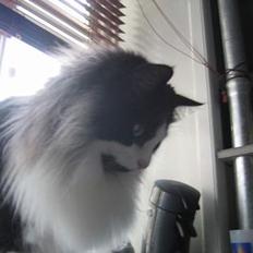 Norsk Skovkat Mowgli "Lille Hannah"