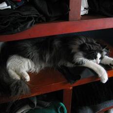 Norsk Skovkat Mowgli "Lille Hannah"