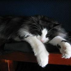 Norsk Skovkat Mowgli "Lille Hannah"