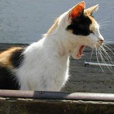 Blanding af racer Pigen