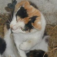 Blanding af racer Pigen