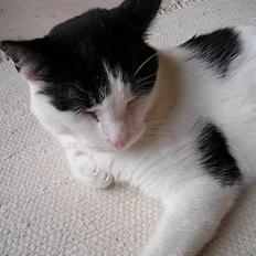 Blanding af racer Misser