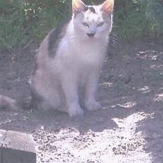 Blanding af racer Plet.