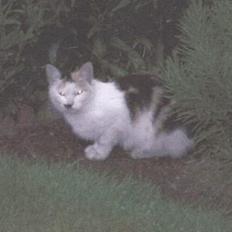 Blanding af racer Plet.