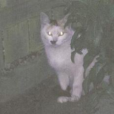 Blanding af racer Plet.