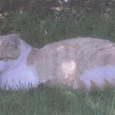 Blanding af racer Tyson.