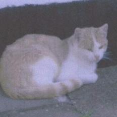 Blanding af racer Tyson.