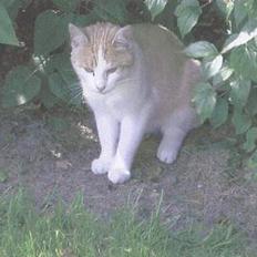 Blanding af racer Tyson.