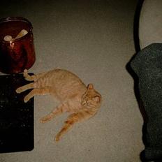 Blanding af racer Valde