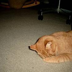 Blanding af racer Valde