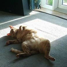 Blanding af racer Samir