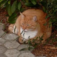 Blanding af racer Scarlett