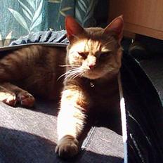 Blanding af racer Samir