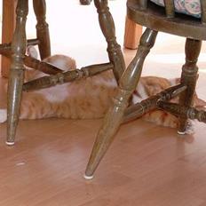 Blanding af racer Scarlett