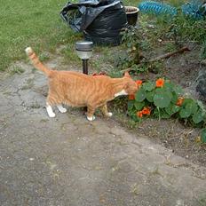 Blanding af racer Scarlett