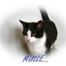 Blanding af racer Mulle 