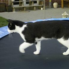 Blanding af racer Mulle 