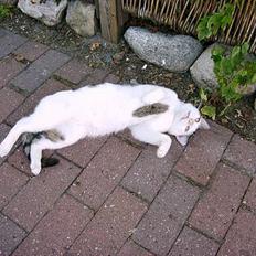 Blanding af racer Emil