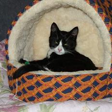 Blanding af racer thoulose