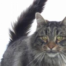 Blanding af racer Felix