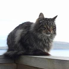 Blanding af racer Felix