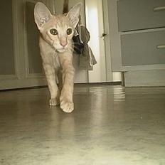 Orientaler Charles Darwin