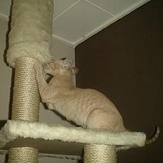 Orientaler Charles Darwin