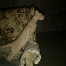 Orientaler Charles Darwin