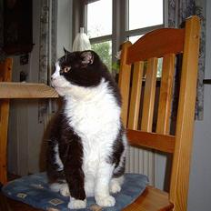 Blanding af racer Buffer